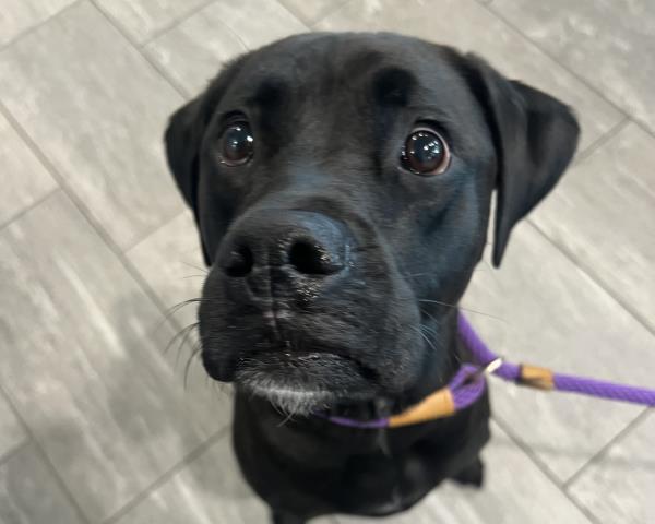 Cairo - Male - Labrador Retriever-Boxer