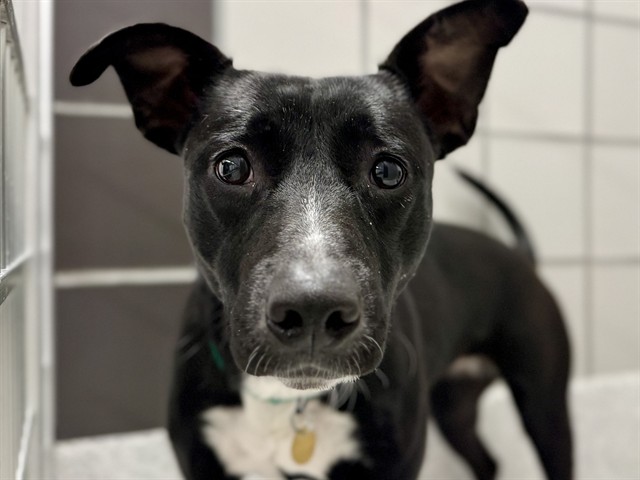 Ellie Mae - Female - Nonspecific