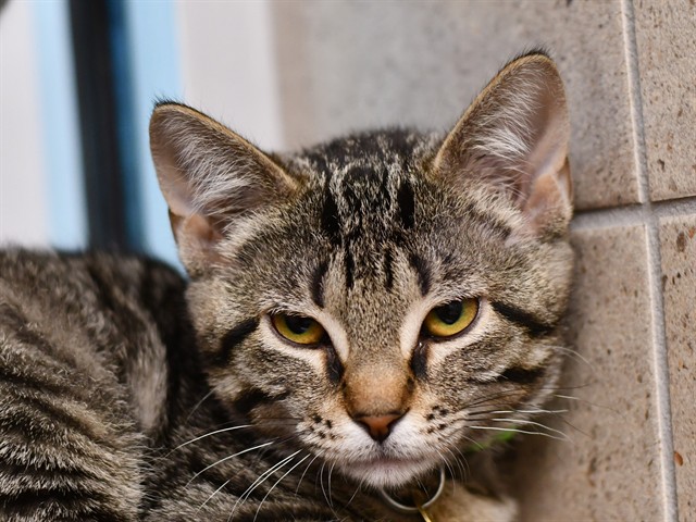 Pixie - Female - Domestic SH