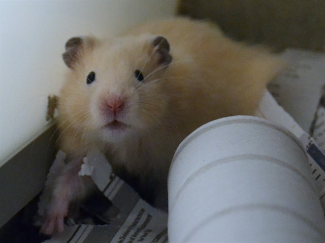 Orzo - Male - Siberian