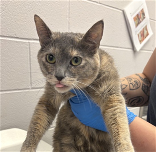 Xena - Female - Domestic SH