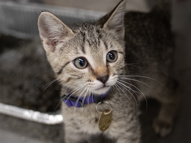 Goose - Male - Domestic SH