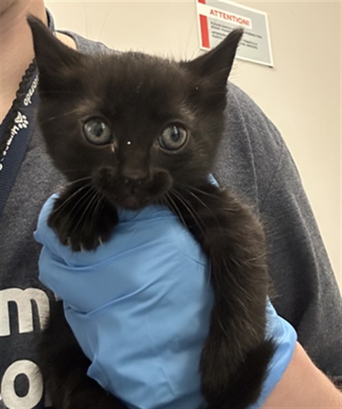 Rosie - Female - Domestic SH