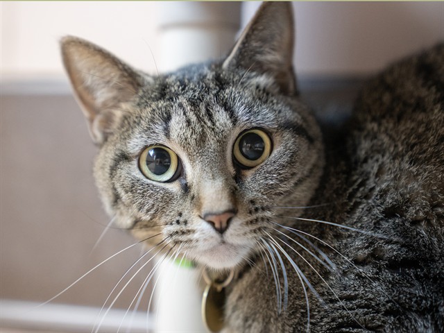 Wiggles - Female - Domestic SH