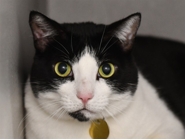 Kitty - Female - Domestic MH
