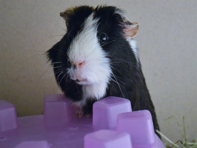 Boba - Male - Guinea Pig