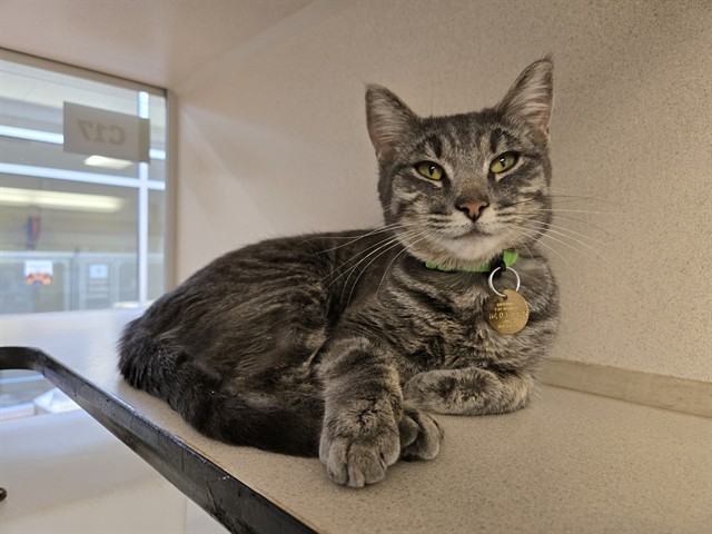 Vinyl - Female - Domestic SH