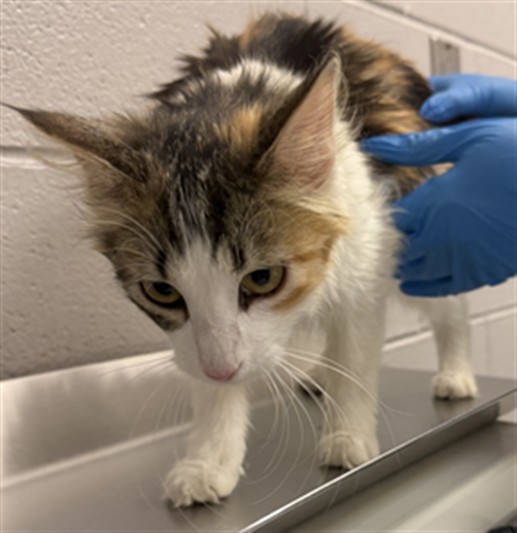 Darling - Female - Domestic LH