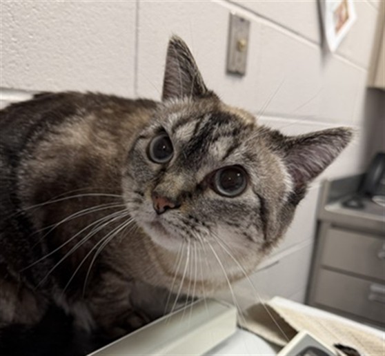 Penny - Female - Domestic SH