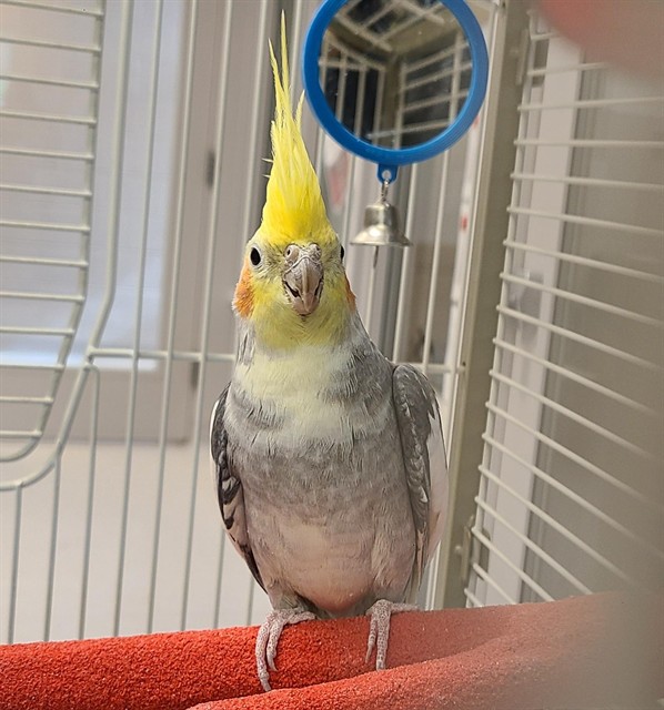 Morty - Unknown - Cockatiel