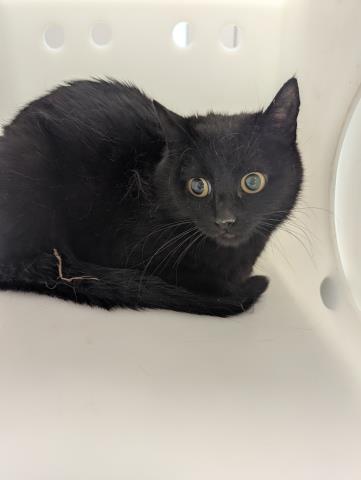 Ruby - Female - Domestic MH