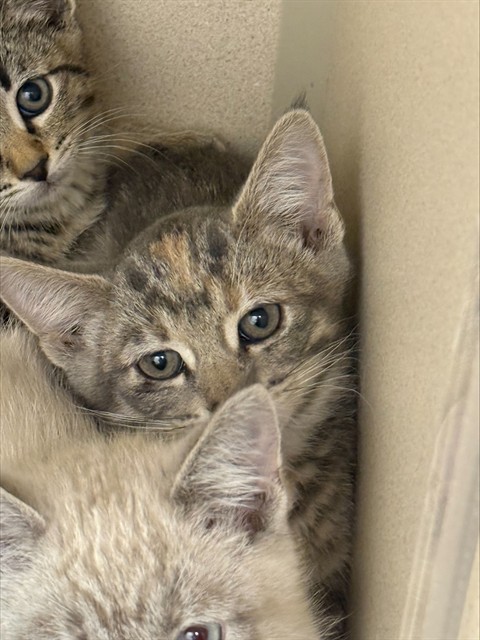  - Female - Domestic SH