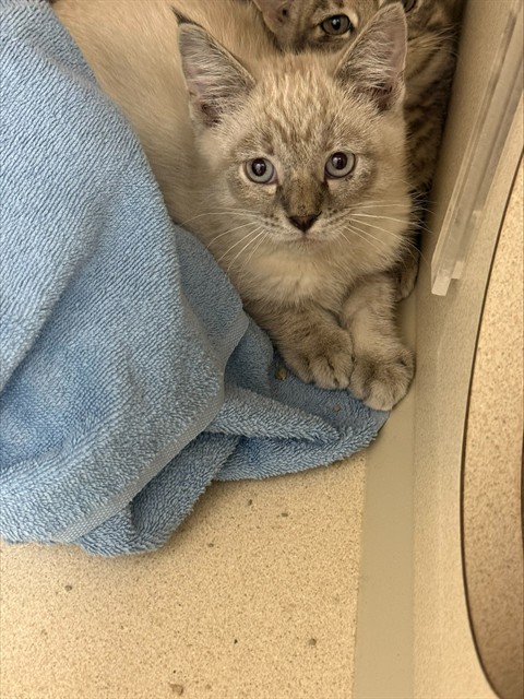  - Female - Domestic SH