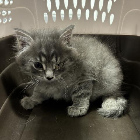 Nugget - Male - Domestic MH