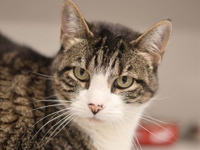 Precious - Female - Domestic SH
