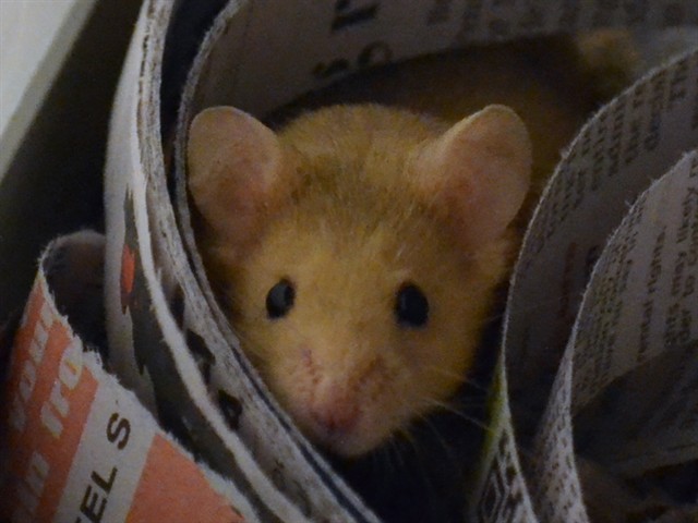 Jackie - Female - Mouse