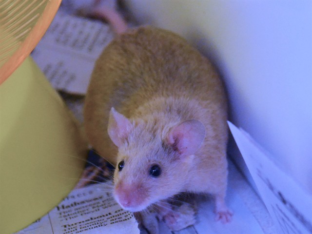 Myrtle - Female - Mouse