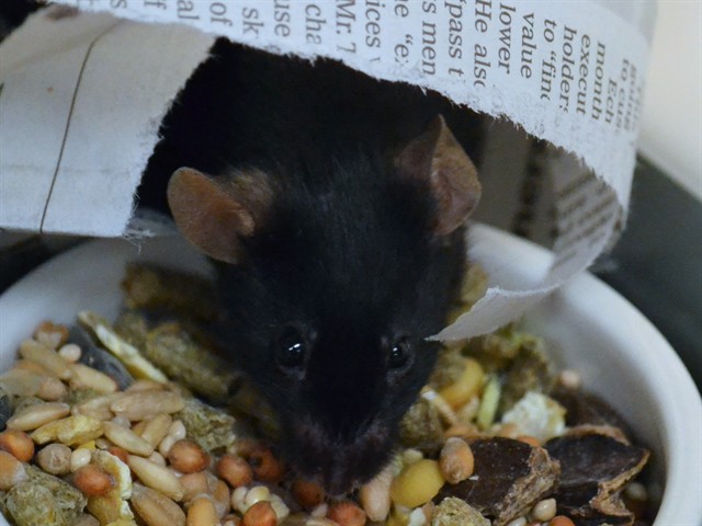 Maude - Female - Mouse
