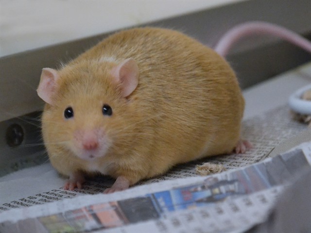 Petunia - Female - Mouse