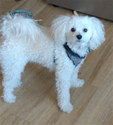 Zero - Female - Maltese-Miniature Poodle