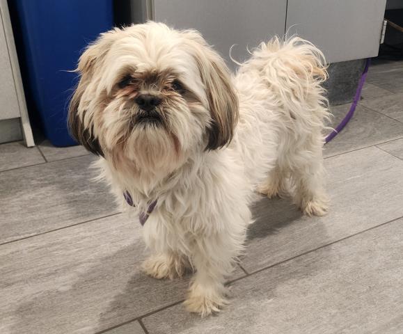  - Male - Shih Tzu