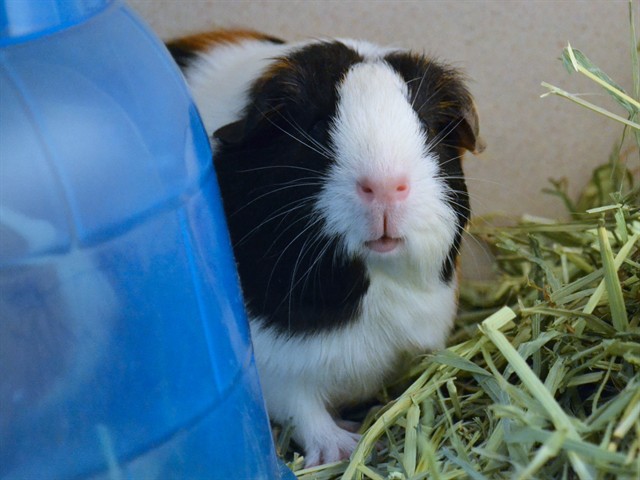 Pip - Female - Guinea Pig