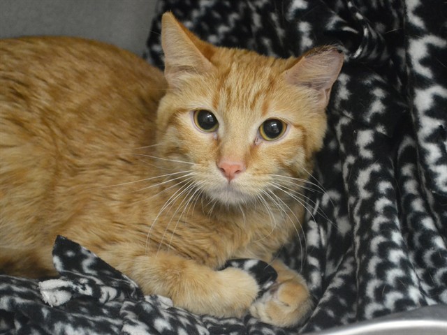 Creamsicle - Female - Domestic SH