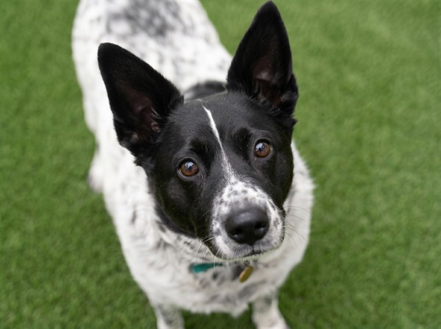 Shadow - Female - Australian Cattle Dog-Mix