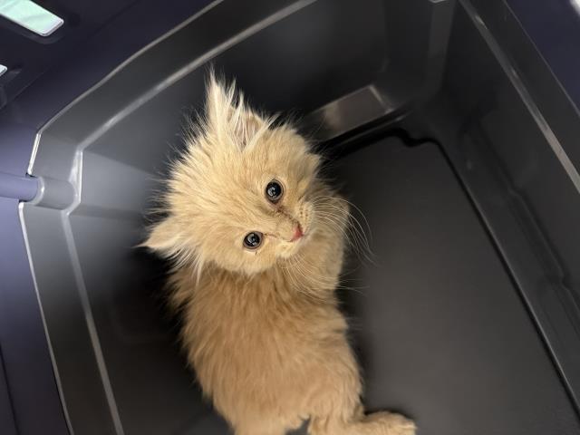  - Male - Domestic LH