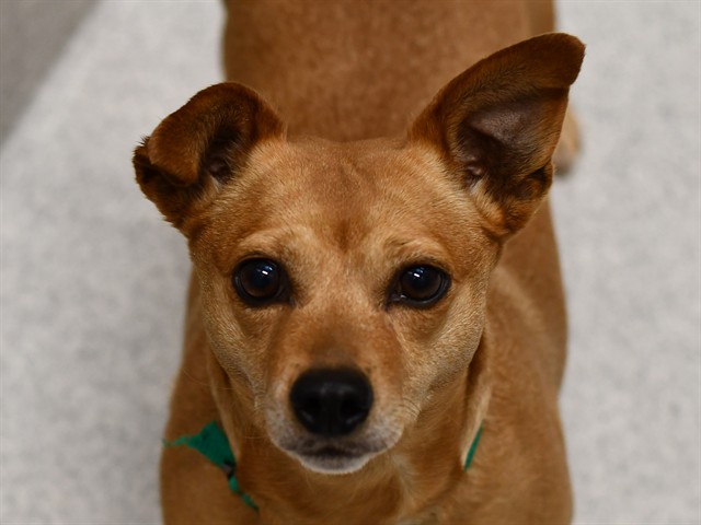 Bam Bam - Female - Chihuahua-Miniature Dachshund