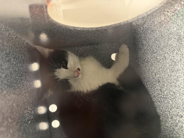 Victoria - Female - Domestic SH