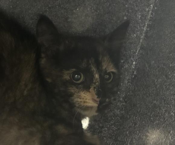 Firefly - Female - Domestic SH
