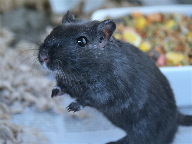 Casaba - Male - Gerbil