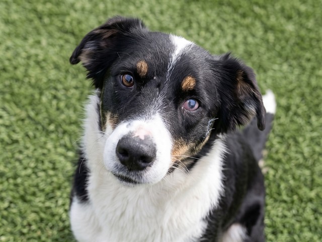 Ginny - Female - Border Collie-Mix