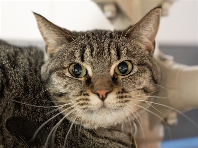 Tootsie - Female - Domestic SH