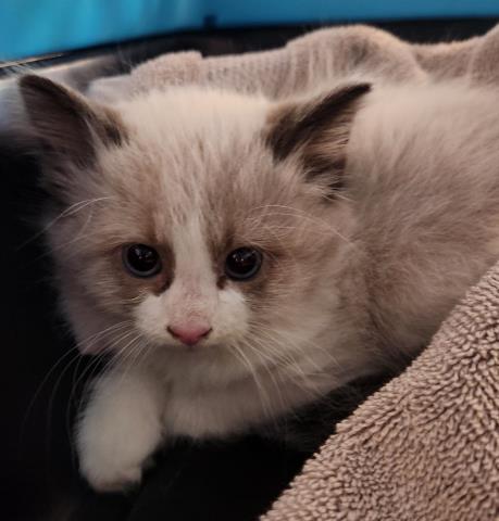  - Female - Siamese