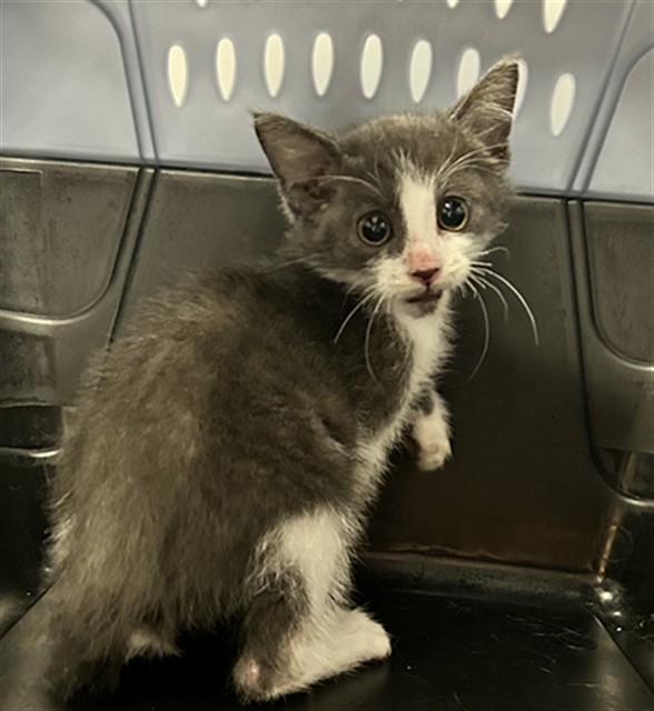  - Male - Domestic MH