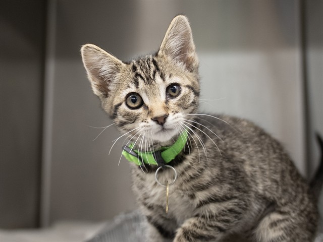 Pickle - Female - Domestic SH