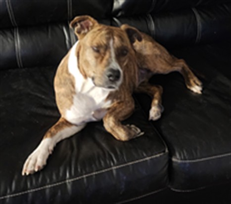 Tank - Male - American Bulldog-Mix