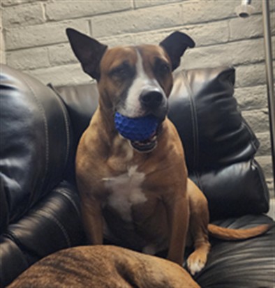 Blaze - Male - American Bulldog-Mix