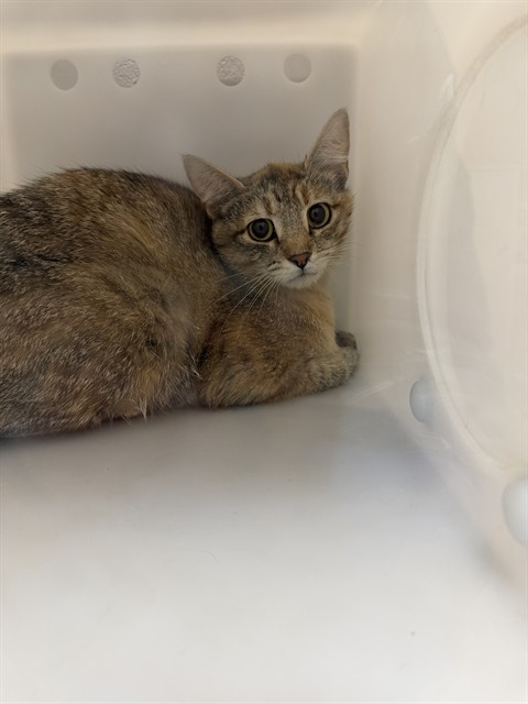  - Female - Domestic SH