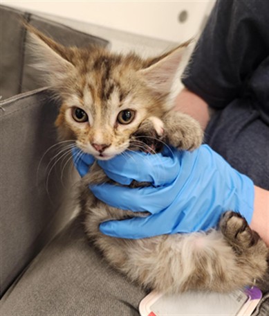 Lizzie - Female - Domestic SH
