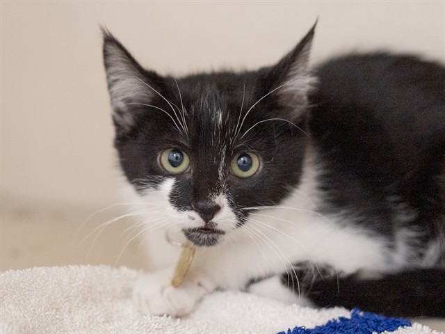 Carmen - Female - Domestic SH