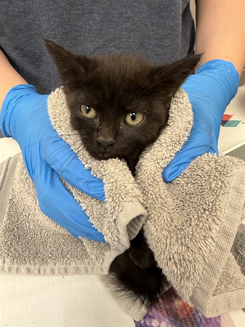 Molly - Female - Domestic SH