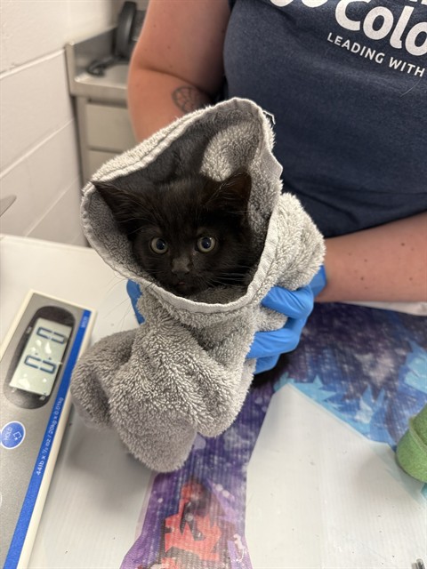 Nugget - Female - Domestic MH