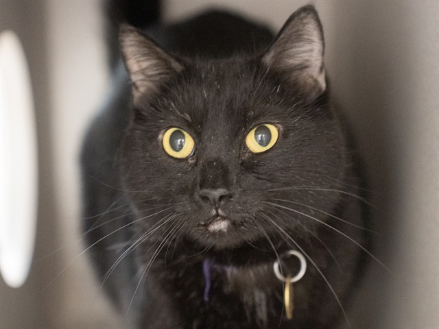 Minerva - Male - Domestic SH