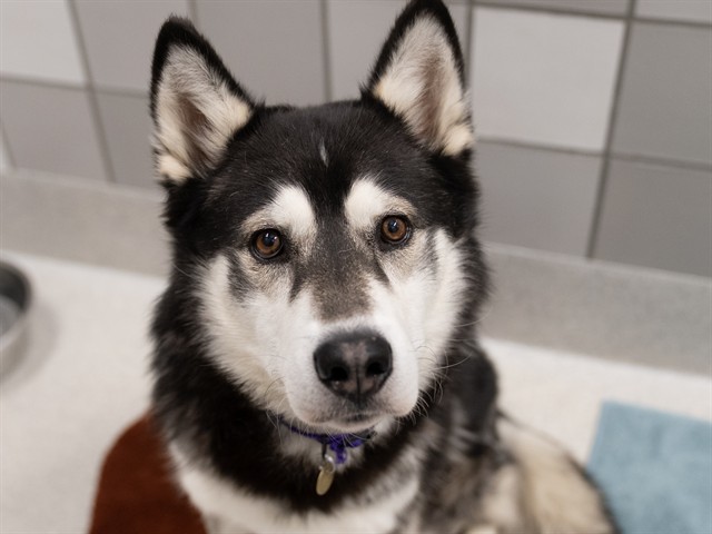 Balto - Male - Siberian Husky