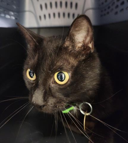  - Female - Domestic SH
