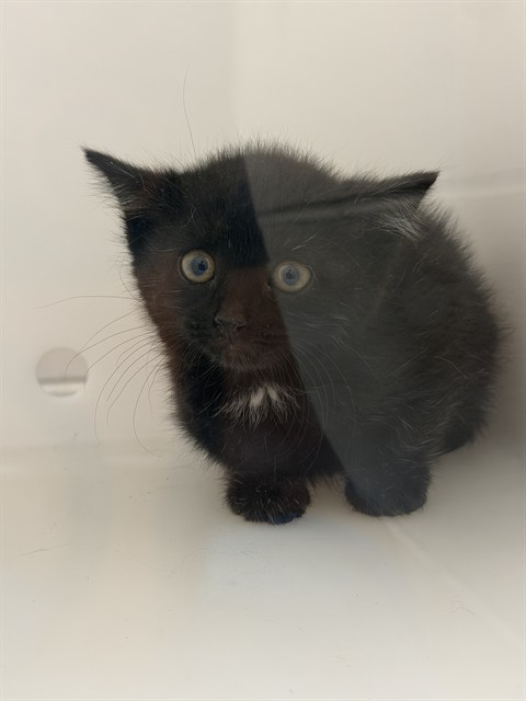 Cactus - Female - Domestic SH