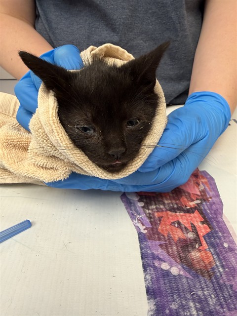 Lemongrass - Female - Domestic SH